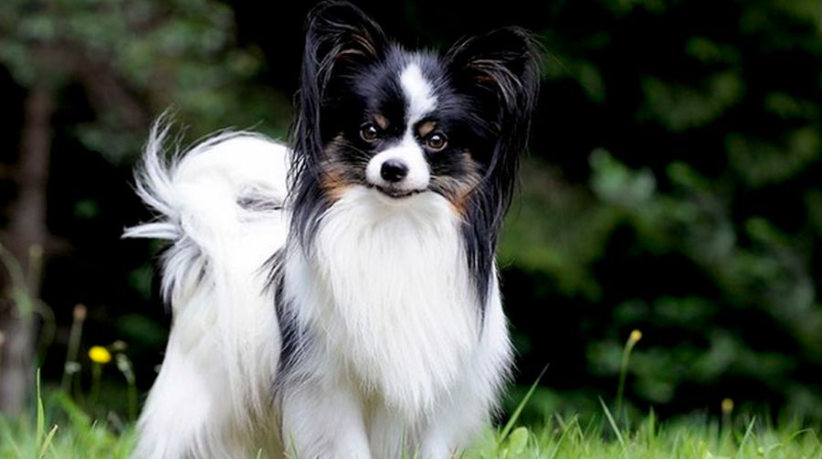 épagneul nain continental papillon