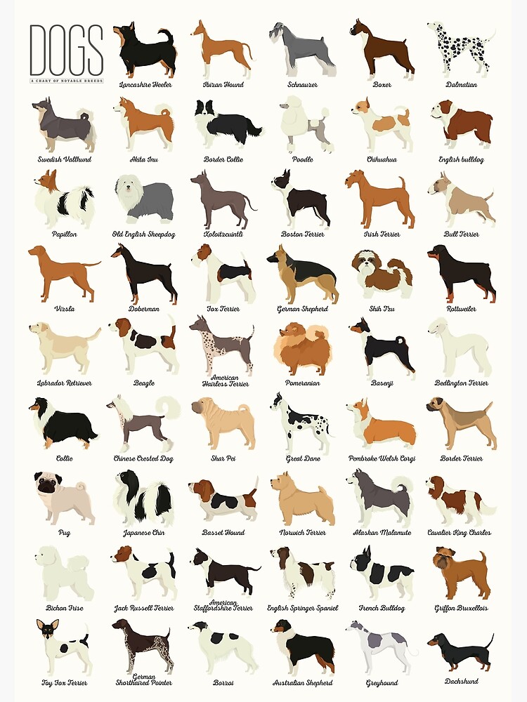 nom de race de chien avec photo