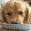 Croquette chien à éviter : comment protéger la santé de votre animal