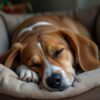 ou faire dormir son chien